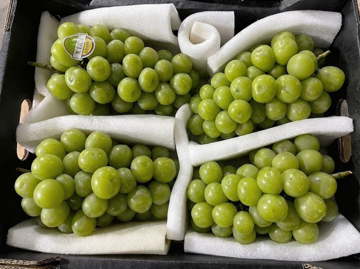 Виноград Шайн Мускат