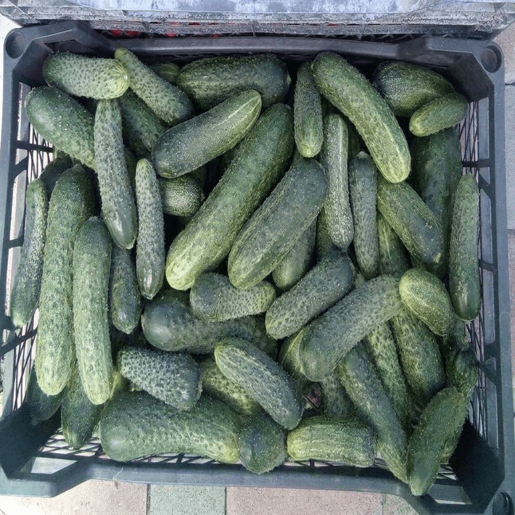 Огурцы