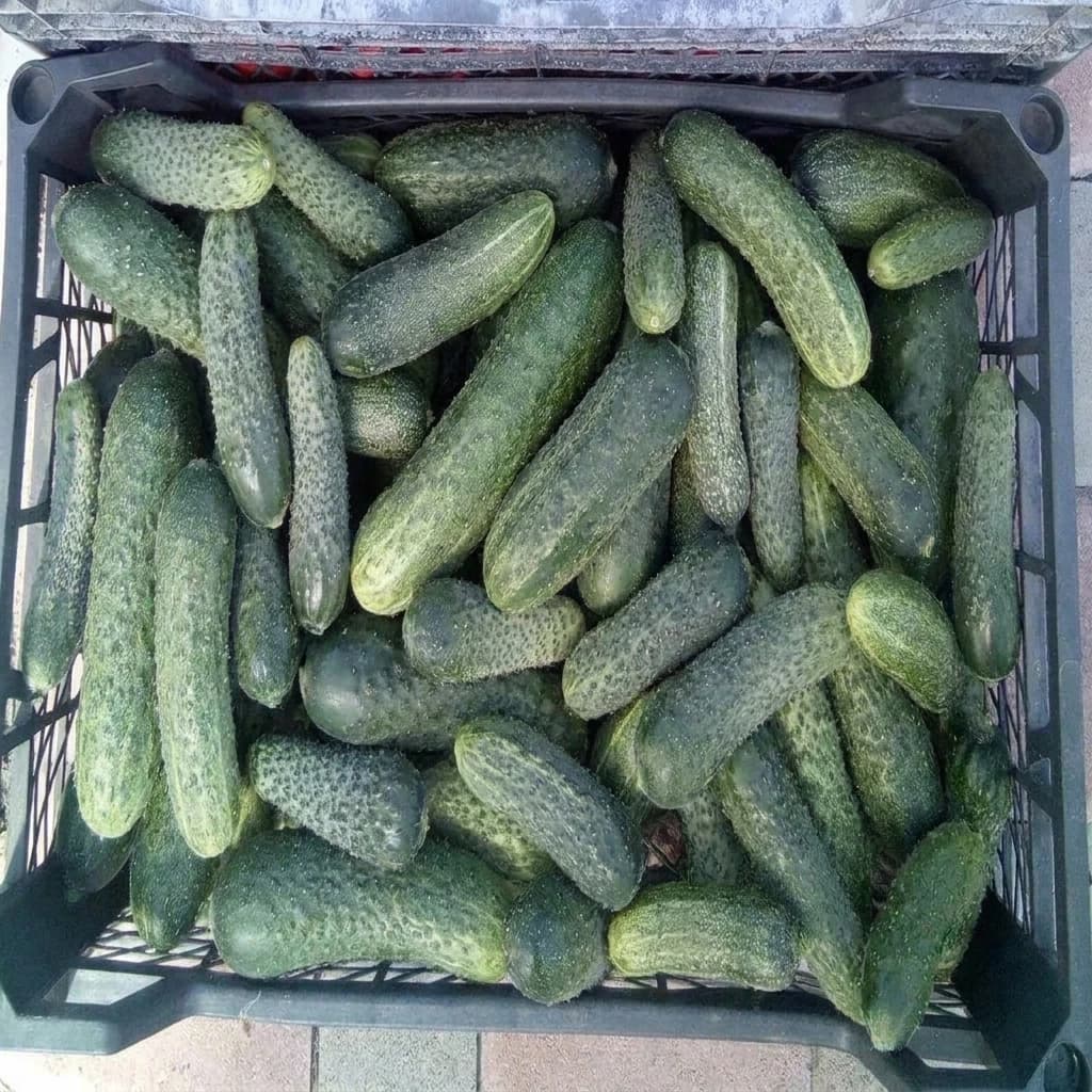 Огурцы сезонные