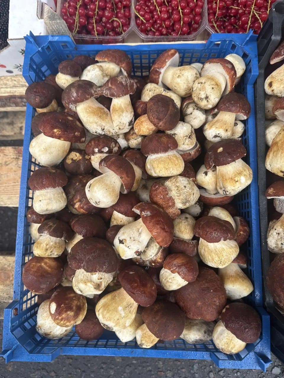 Грибы Боровики